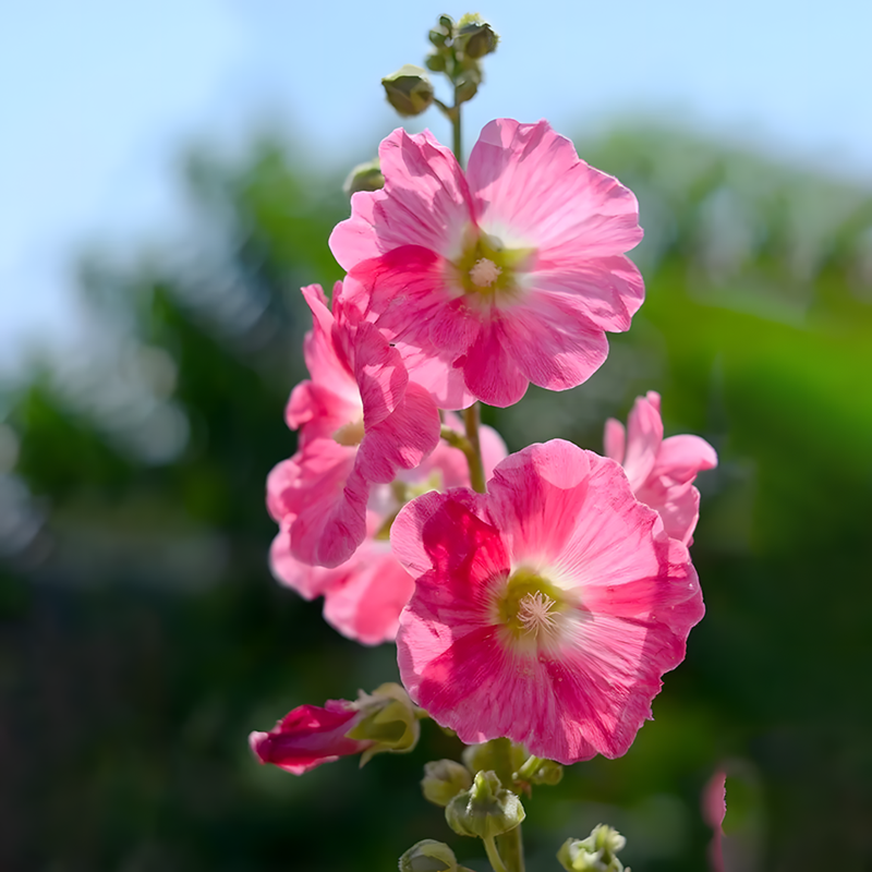 Hollyhock Seeds - Single Mix