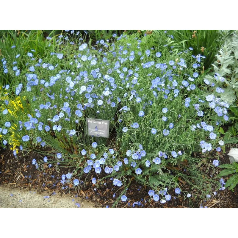 Perennial Blue Flax Seeds