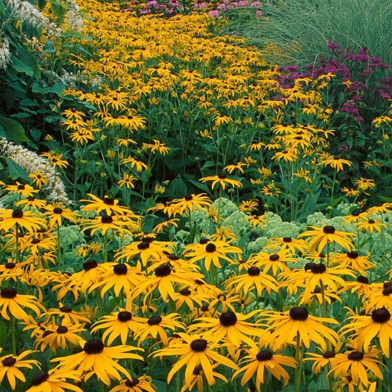 🌸Purple Coneflowers&Black Eyed Susan Mix
