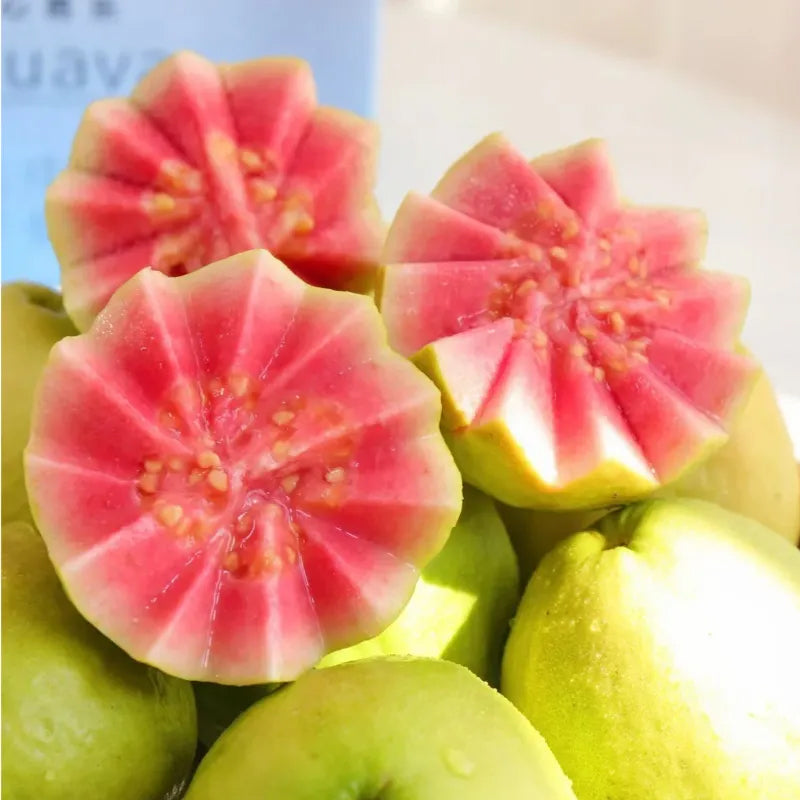 Semillas de guayaba rosa orgánica de guayaba tropical fresa