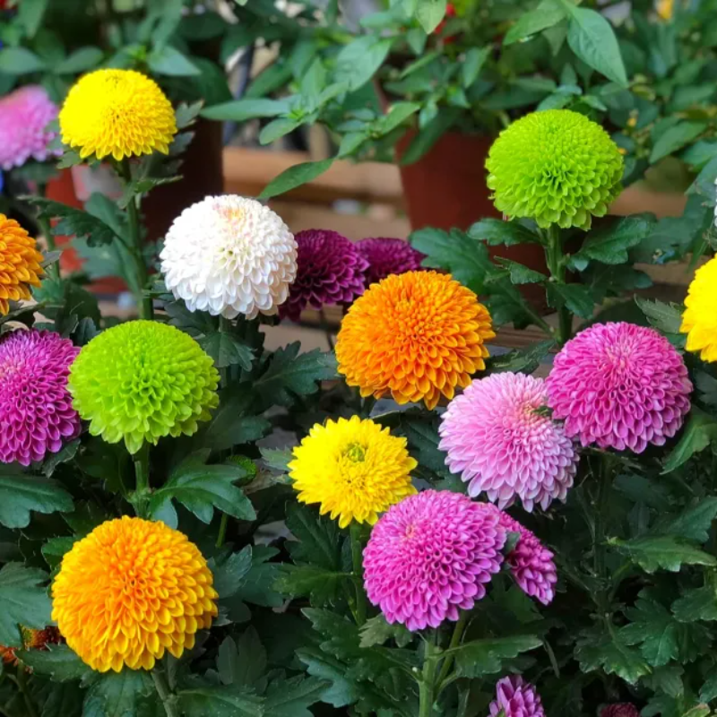 Colorful Ping Pong Chrysanthemum Seeds