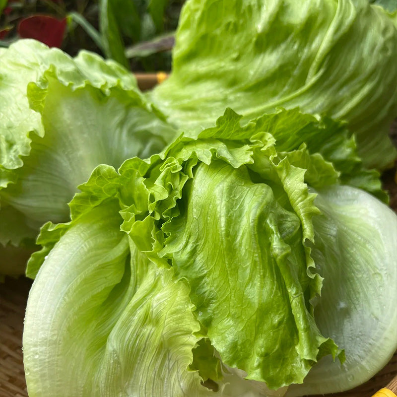 Butter-Ball Crisphead Lettuce Seeds