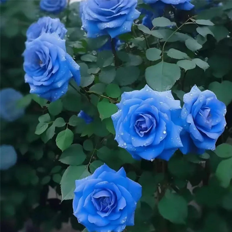 Blue Enchantress Roses - Rare