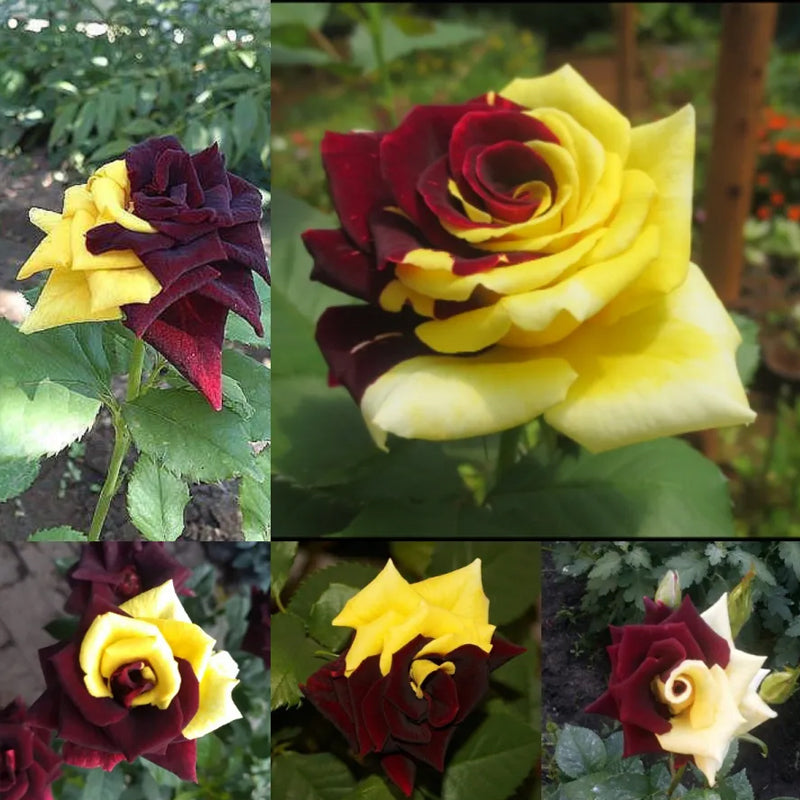 Semillas de rosa rara gemela roja y amarilla