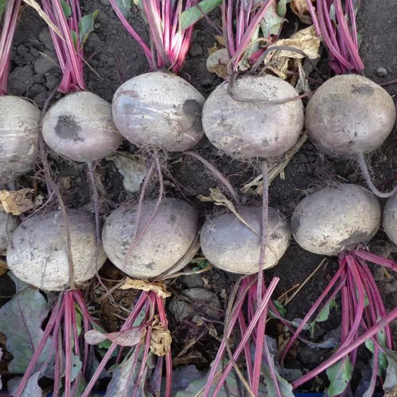 Beet Seeds