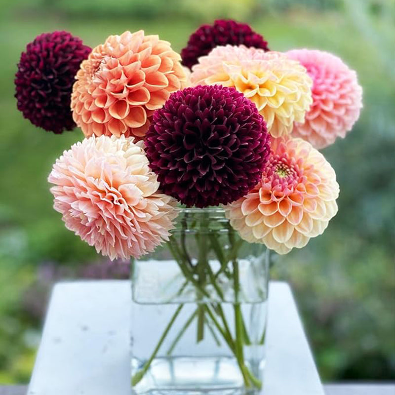 Semillas de flores de dalia perenne Pompon para plantar al aire libre: las semillas de dalia atraen abejas y mariposas