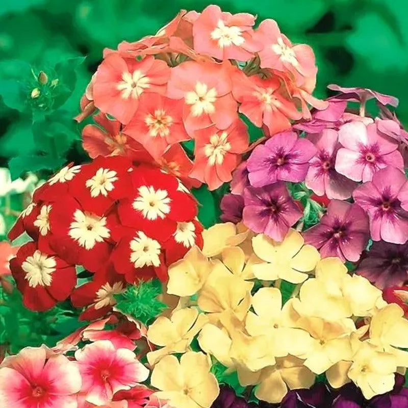 Phlox drummondii - Mezcla de plantas enanas