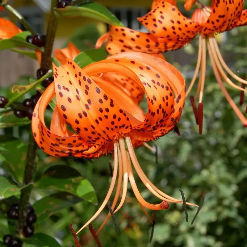 Old-Favorite Tiger Lily Seeds