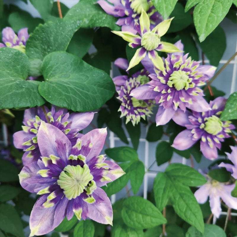 Clematis Taiga Seeds