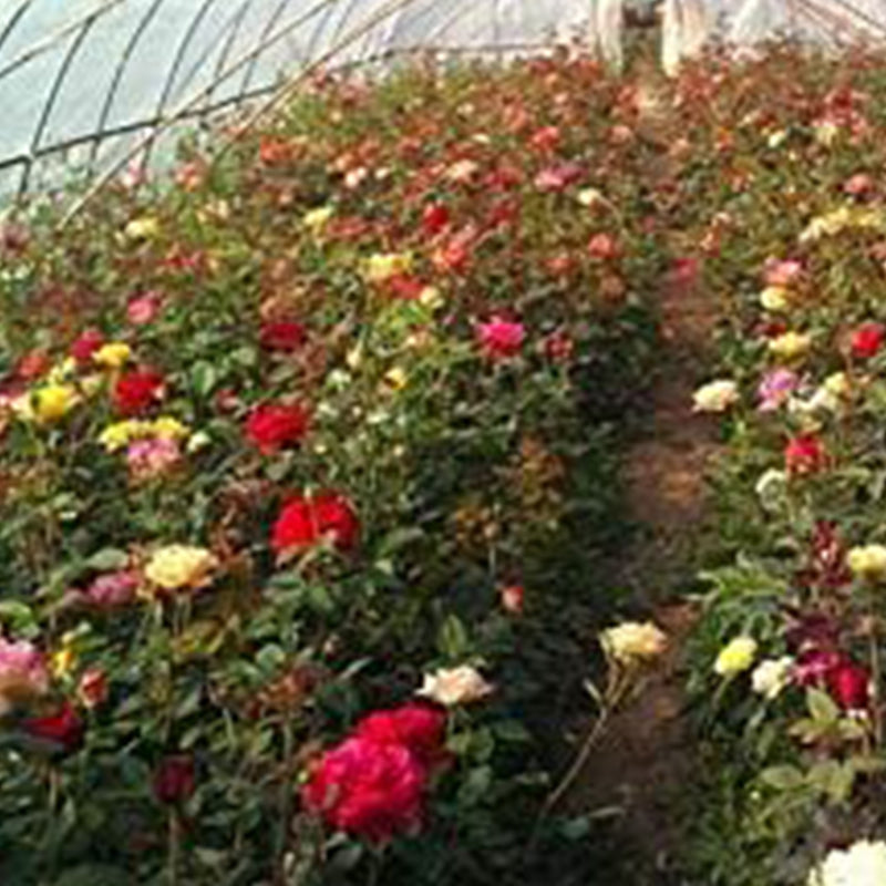 Semillas de flores de rosas multicolores mixtas, flores perennes, plantas raras, bonsái de jardín