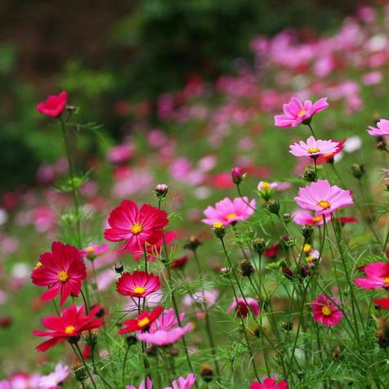Mezcla de semillas para jardín de mariposas monarca