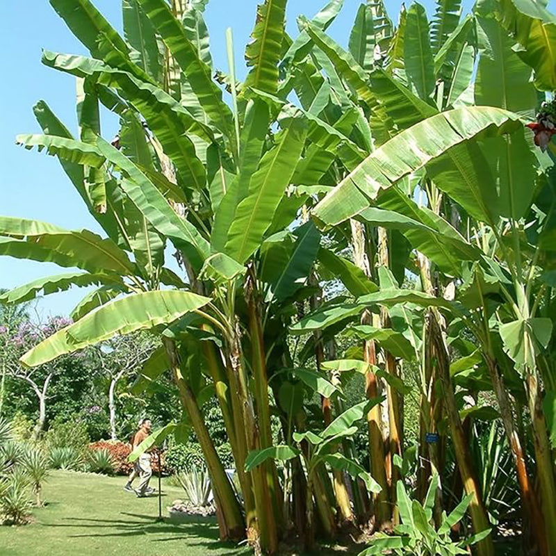 Musa Acuminata, Árbol frutal de plátano Planta de interior enana Fruta dulce Salud verde Crece en jardín y macetas Jardinería