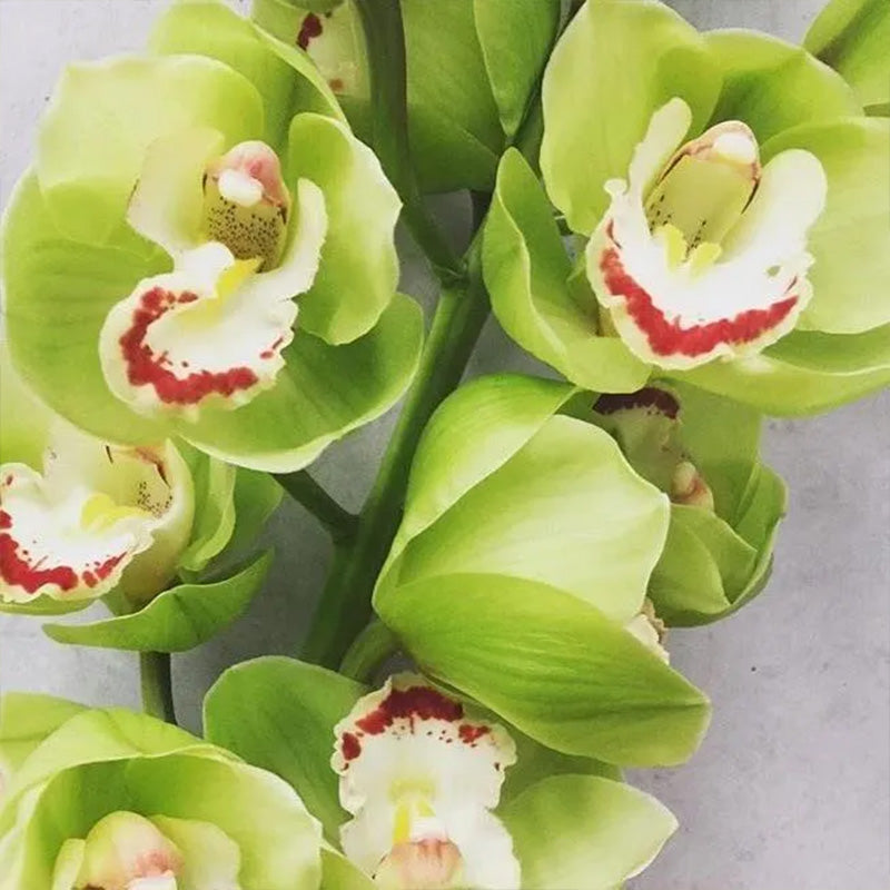 Cymbidium Orchid Seeds-Light Green