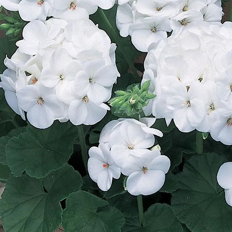 Geranium Pinto Premium White F1 Seed