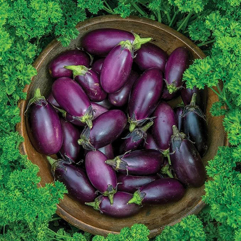 Semillas de berenjena bebé para patio