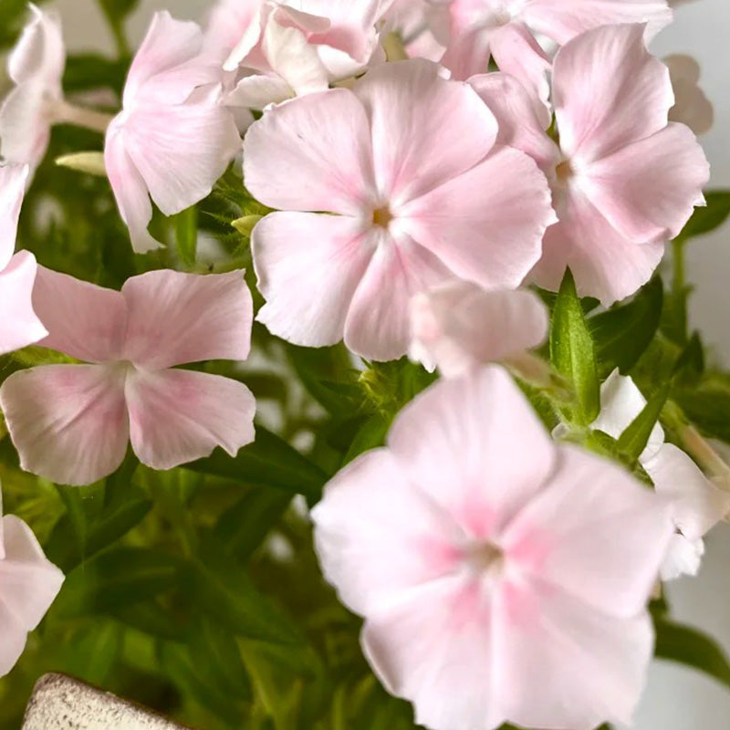 Pink Phlox paniculata Seeds
