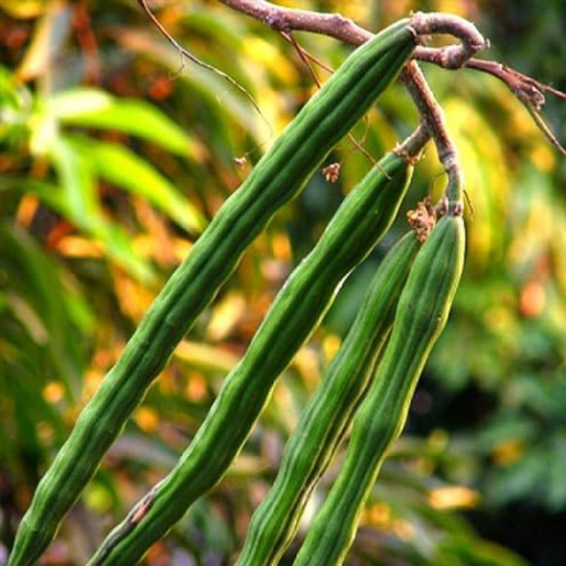 Semillas de verduras de baqueta