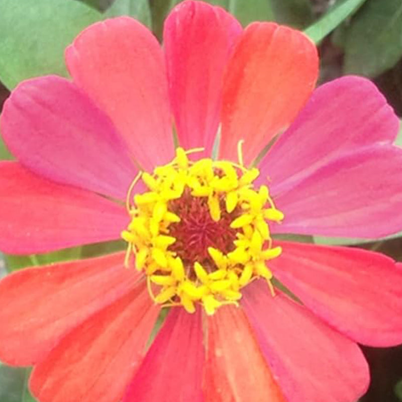 Planta de semillas de flores de zinnia mixta