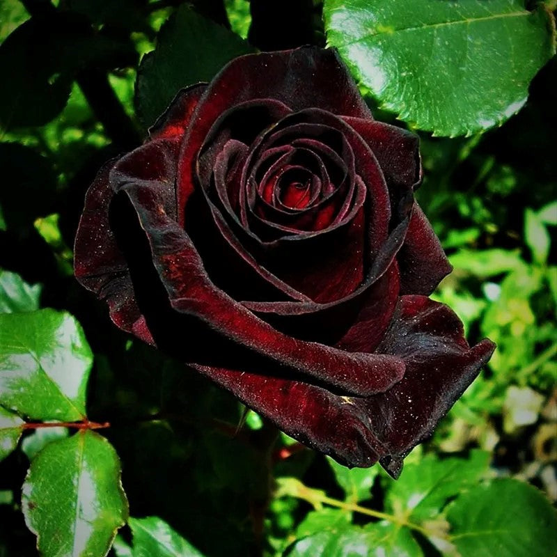 Black Baccara True Blood Hybrid Tea Rose Flower Seeds