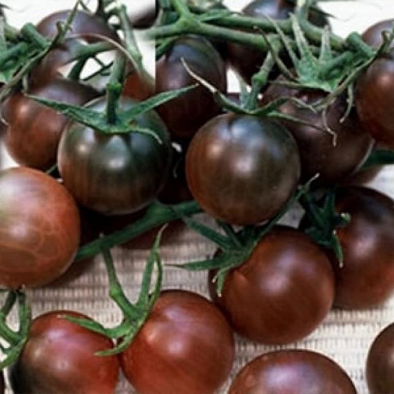 Tomate Cherry Negro Vegetal Para Plantar Sin OGM