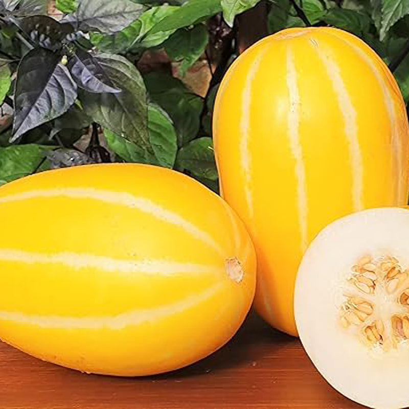 Semillas de melón coreano Chamoe Amarillo Blanco Melón oriental japonés Ginkaku Makuwa Fruta asiática de jardín
