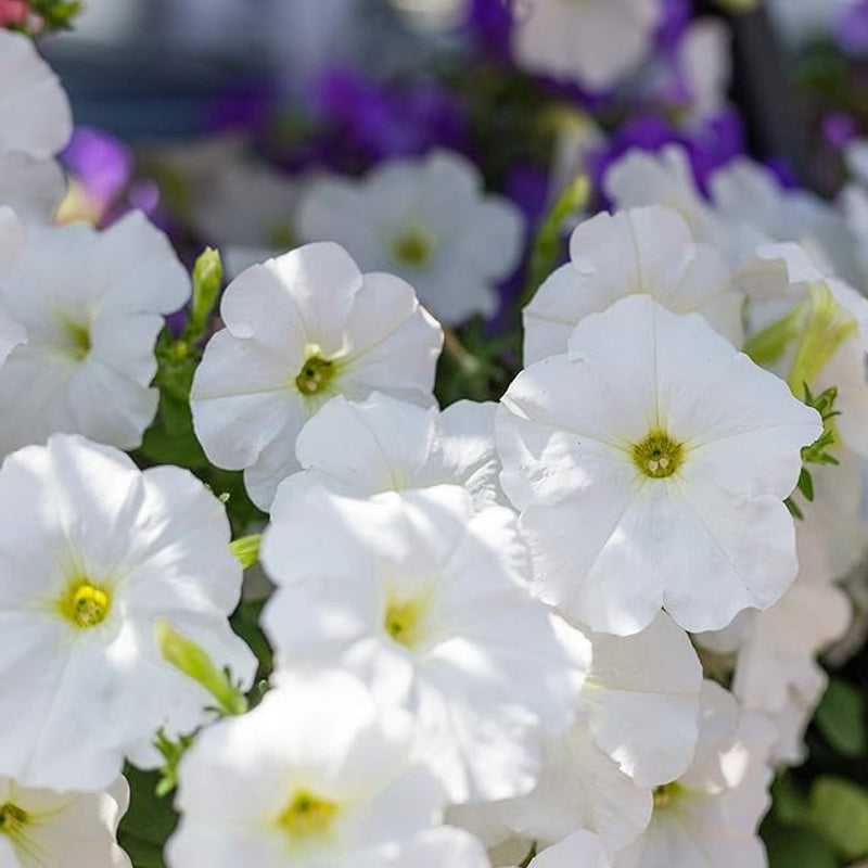 Annual Petunia Multiflora White Flower Seeds for Planting