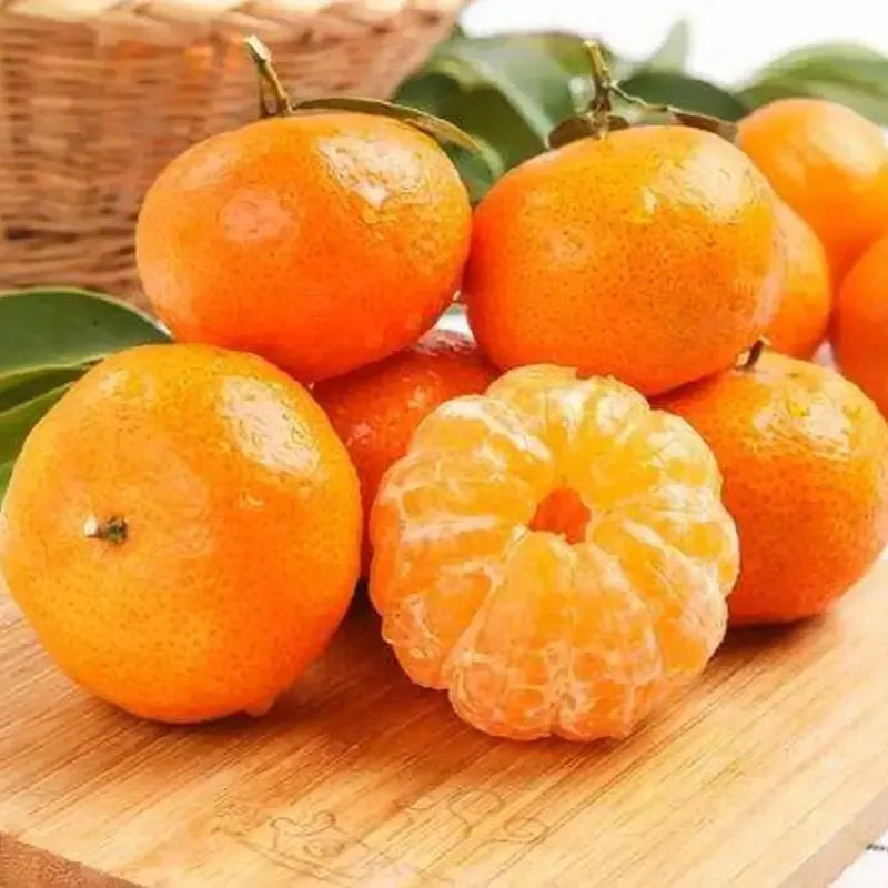 Potted Sugar Tangerine Seeds