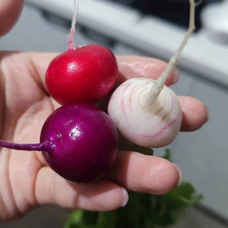 Rainbow Easter Egg Radish Seeds