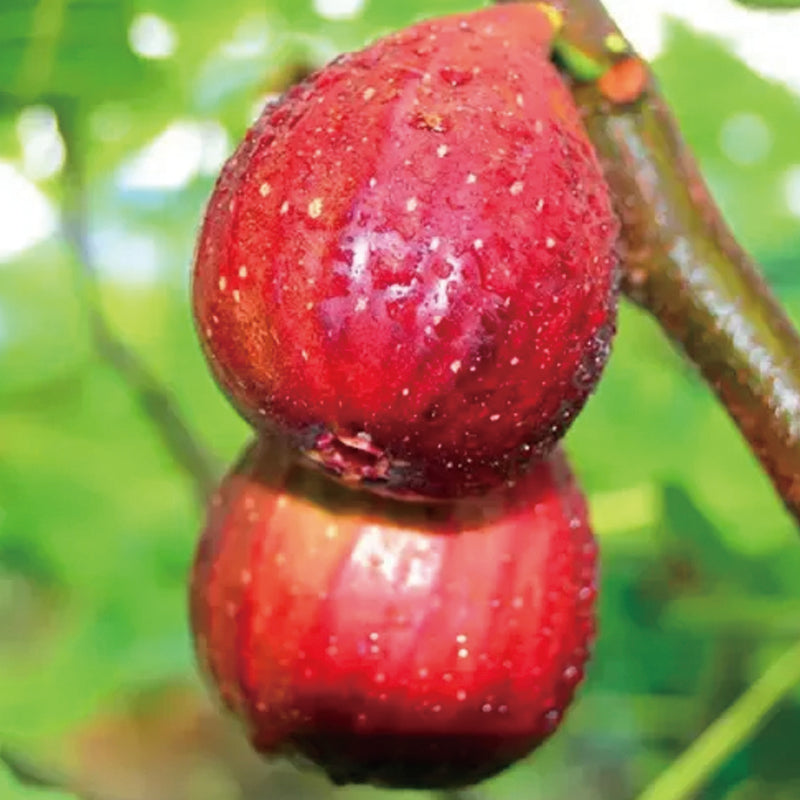 Fig Tree Seeds (Ficus carica), Sweet Fruit Shrub