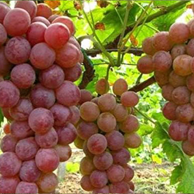 Semillas de uva Semillas de fruta de vid Planta de fruta Huerto casero Sin OGM