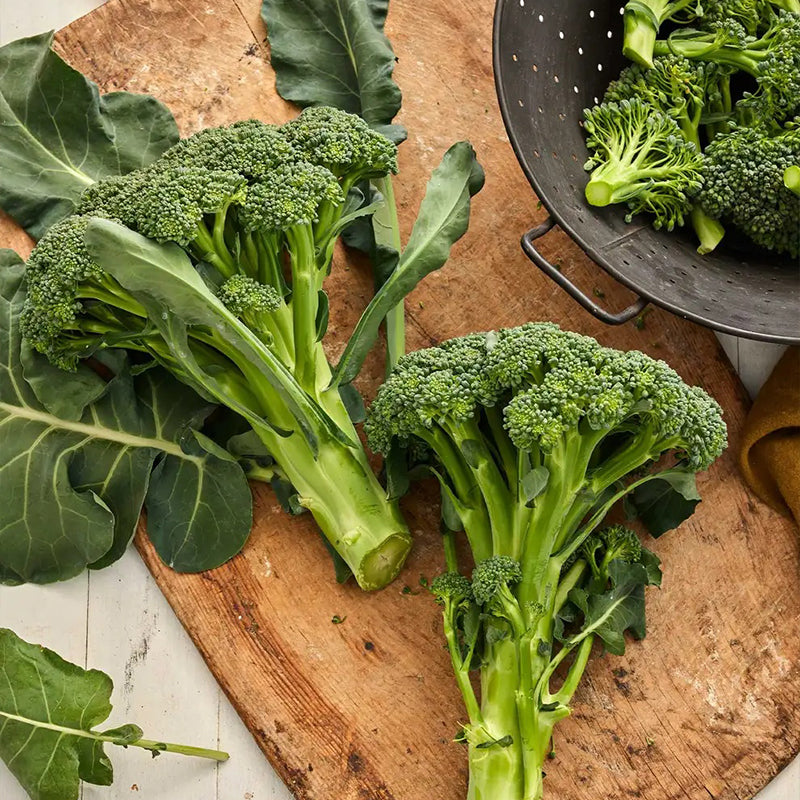 Brócoli híbrido Sun King