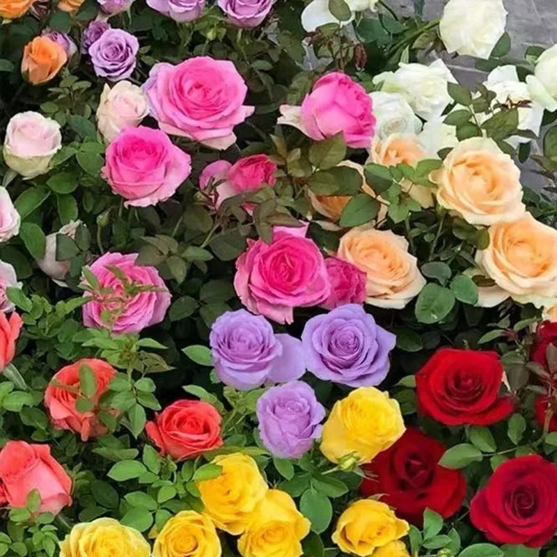 Semillas de rosas de colores variados