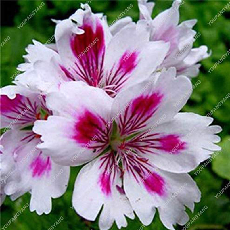 Geranium Flower Seeds for Planting Violet