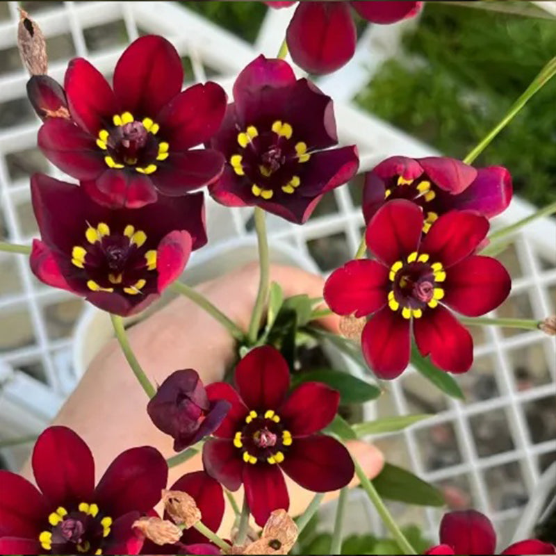 The Stunning Tricolor Wandflower Seeds Collection
