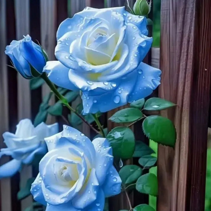 Semillas de rosa azul hielo rotas - Raras