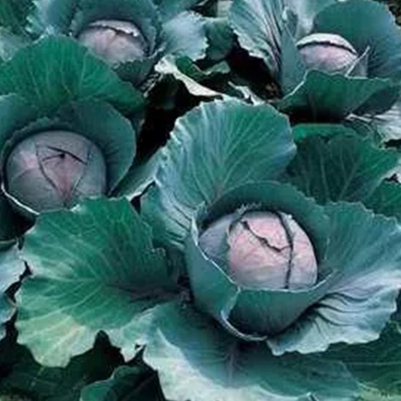 Cabbage Early Thunder F1