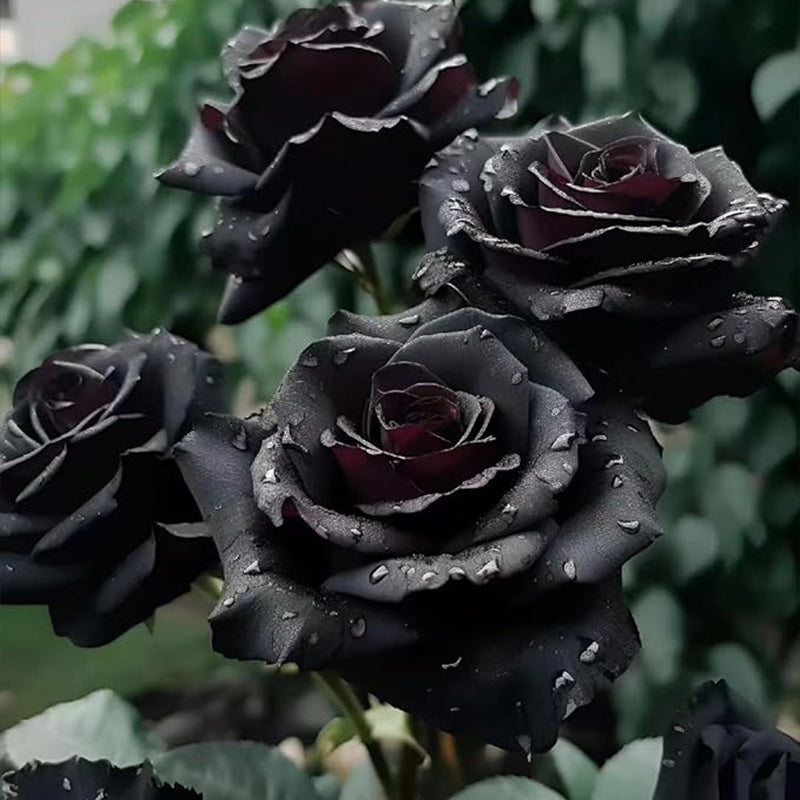 Rare Black Rose Seeds for Planting