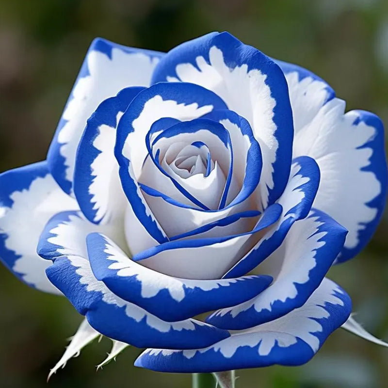Semillas de rosas blancas y azules: una deliciosa combinación de elegancia y serenidad