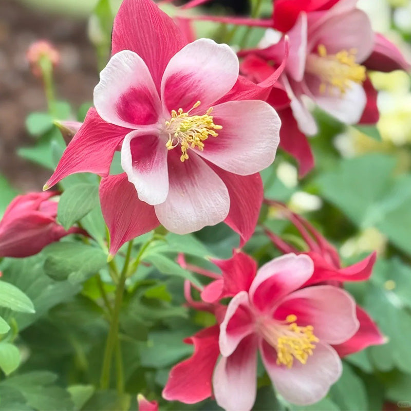 Columbine, Early Bird Red & White