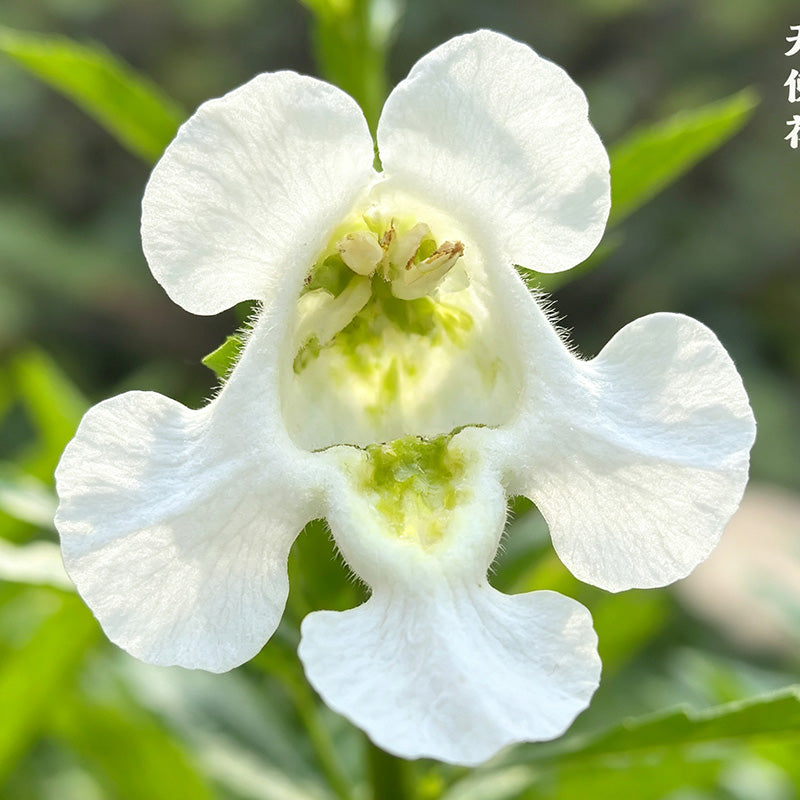White Summer Snapdragon (Angelonia angustifolia) Seeds