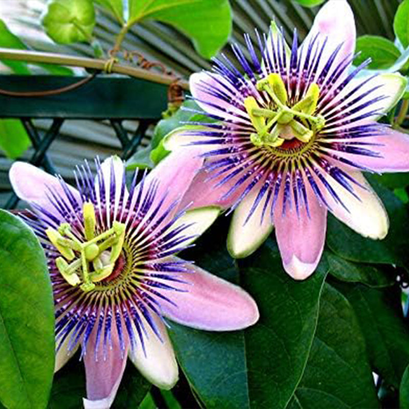 Semillas de pasiflora morada, hermosa flor exótica, perenne, para jardín al aire libre, flores cortadas para plantar, sin OGM