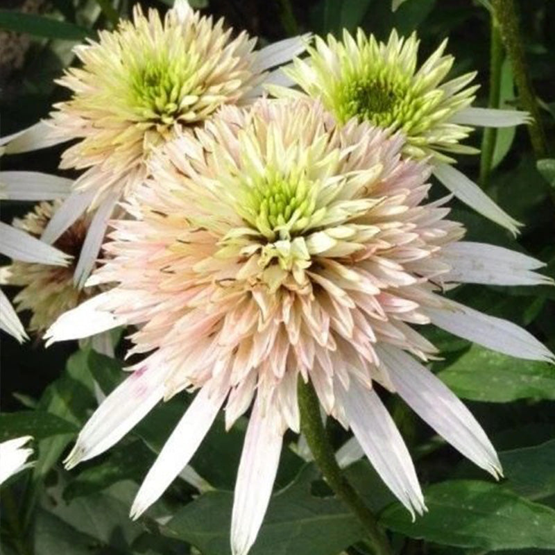 Pink Lemonade Coneflower Seeds - Rare Pink & Green Hardy Perennial Pollinator Flower