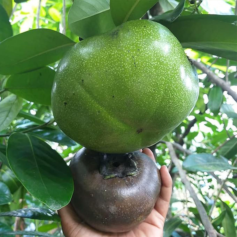Diospyros Digyna Seeds Black Sapote