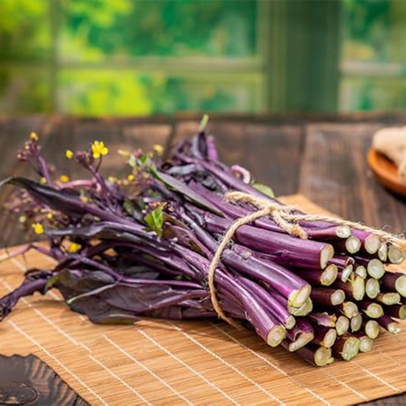 Semillas de col rizada china roja, semillas de hortalizas para emplatar