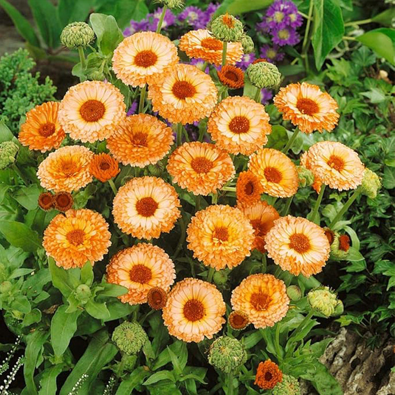 Annual Calendula Pink Surprise Pot Marigold Flower Seeds for Planting