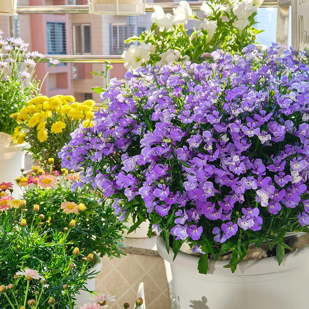 Lobelia Seeds - Blue Carpet