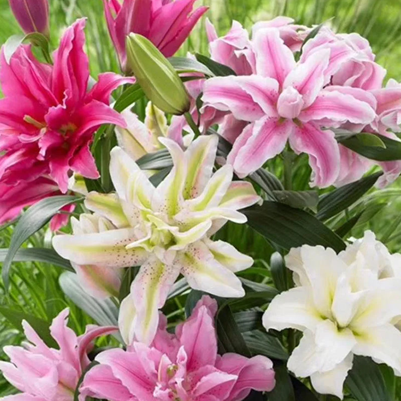 Bulbos de lirio perfumados orientales