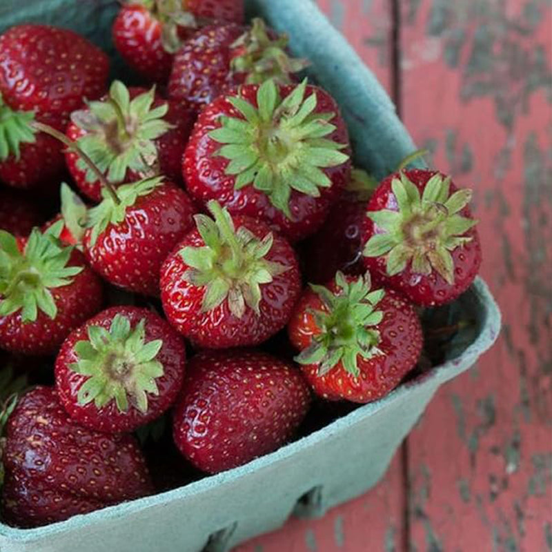 Semilla de fresa Purple Wonder Fresa oscura rara Fruta dulce y jugosa Jardinería