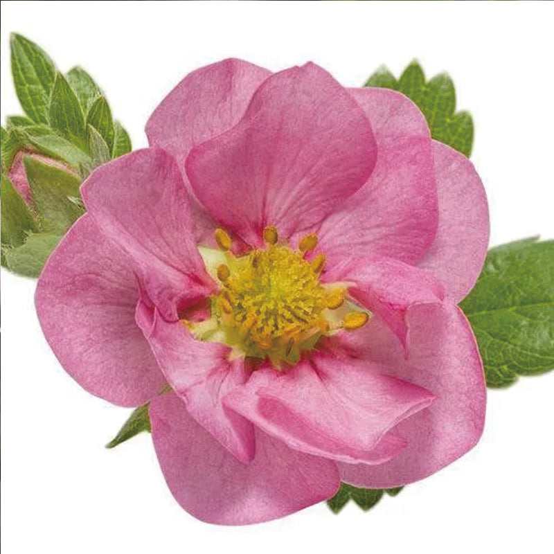 Berried Treasure Pink Strawberry