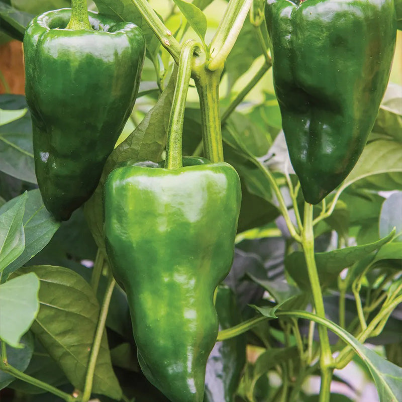 Pepper, Hot, Poblano (Ancho)
